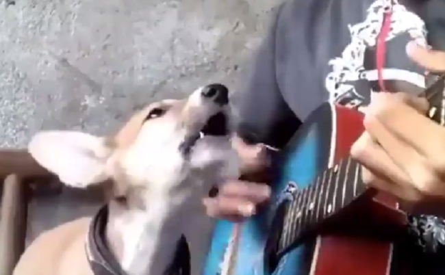 பிரபல இசையமைப்பாளருடன் சேர்ந்து நாய் பாடிய கொரோனா பாடல்..