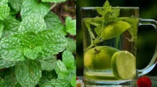 புதினா நீர் உடலுக்கு தரும் மேஜிக் என்னென்னு தெரியுமா?