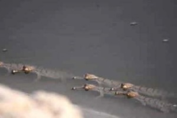 லாக்டவுனால் நடந்த சுவாரசியமான விடயம்….. 10 வருஷமாக கண்ணில் படாத அரிய உயிரினம்!