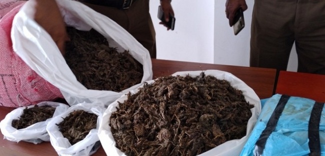 யாழ்ப்பாணத்தில் பெருமளவு கஞ்சாவுடன் ஒருவர் கைது