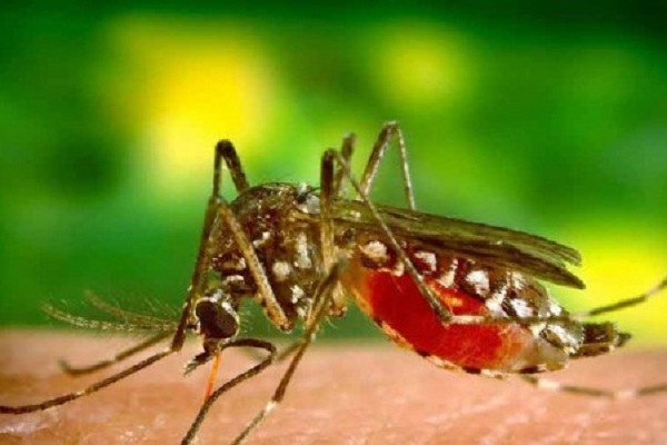 மாத்தளை தனிமைப்படுத்தல் நிலையத்தில் தங்கியிருந்த நால்வருக்கு மலேரியா!