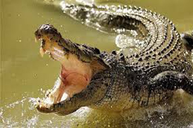 மூன்று வயது சிறுமியை கடித்துக் குதறிய முதலை!