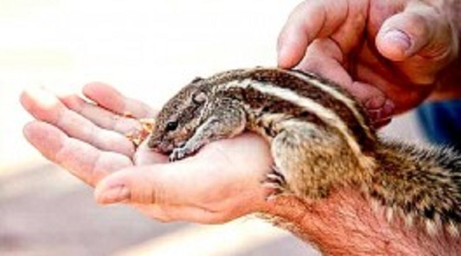 கொரோனாவை அடுத்து அமெரிக்காவை மிரட்டும் கொடிய பிளேக்: கடும் எச்சரிக்கை…!!