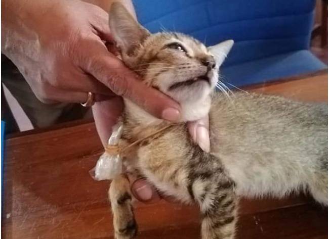 ஹெரோயின் கடத்திய பூனை..!!