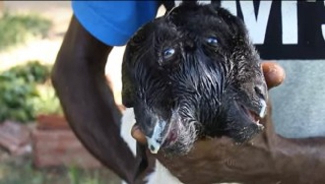 இலங்கையில் கண்டுபிடிக்கப்பட்ட அதிசய ஆட்டுக்குட்டி.. முக்கிய தகவல்