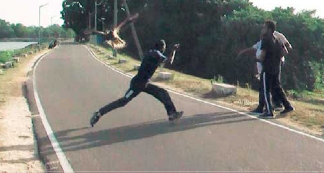 மனிதர்களை வீதியில் நடமாட விடாமல் விரட்டிவிரட்டி தாக்கும் பருந்து!