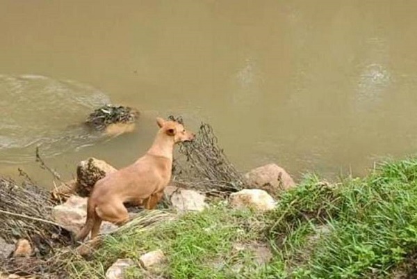 நிலச்சரிவில் சிக்கி பரிதாபமாய் பலியான 2 வயது குழந்தையின் சடலத்தை நாயின் உதவியுடன் மீட்பு