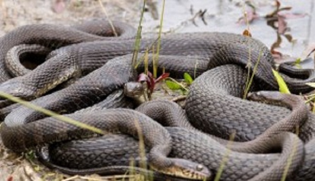அம்பாறையில் திடீரென படையெடுக்கும் பாம்புகள்!