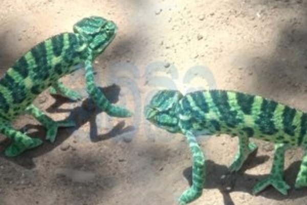 இலங்கையில் அரியவகை உயிரினம் முல்லைத்தீவில் கண்டுபிடிப்பு