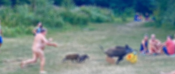 நிர்வாணமான நிலையில் சூரியக்குளியல் போட்டுக்கொண்டிருந்தவரின் மடிக்கணினி பையை காட்டுப்பன்றி திருட்டு!