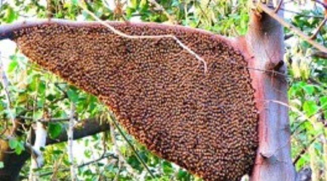 தேன் எடுக்க சென்றவர் சடலமாக மீட்பு… வெளியான முக்கிய தகவல்