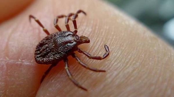 சீனாவில் பூச்சிகள் மூலம் புதிய வைரஸ் தொற்று!