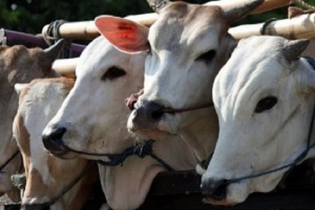 மஹிந்த முன்வைத்த மாடறுப்பு யோசனை திடீரென ஒத்திவைப்பு…. முக்கிய தகவல்