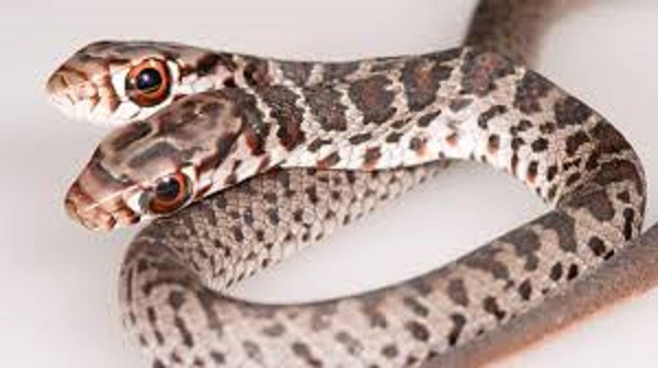 இரட்டை தலை பாம்பின் 2 மூளை..இதோ