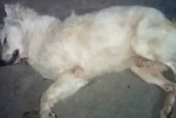 விஷம் கலந்த பிரியாணியை சாப்பிட்ட நாய் உயிரிழந்த சம்பவம்!