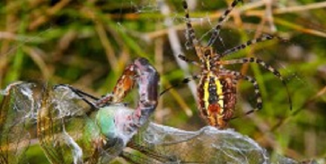 இலங்கை பேராசிரியரால் கண்டுபிடிக்கப்பட்ட 104 புதிய சிலந்தி இனங்கள்.. முக்கிய செய்தி…