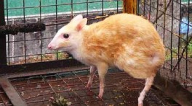 இலங்கையில் கண்டுப்பிடிக்கப்பட்ட அரியவகை மான்! வெளியான முக்கிய தகவல்