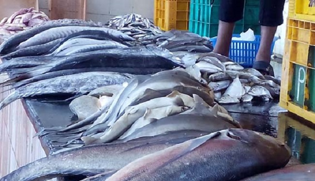 பாரிய பொருளாதார நெருக்கடிக்கு முகங்கொடுத்துள்ள கடற்றொழிலாளர்களின் குடும்பங்கள்… வெளியான முக்கிய தகவல்