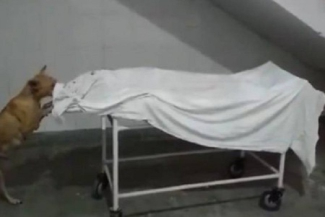 அரச வைத்தியசாலையில் சிறுமியின் சடலத்தைக் கடித்த தெருநாய்!