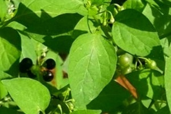 மணத்தக்காளியின் சாற்றினை அலர்ஜி இருக்கும் இடத்தில் தடவினால் என்ன நடக்கும் தெரியுமா ??