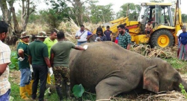 உலகில் அதிக யானைகள் கொல்லப்படுவது இலங்கையிலேயே! வெளியான தகவல்