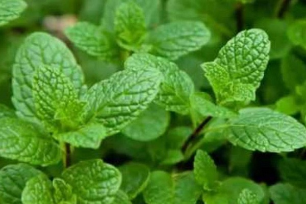 மஞ்சள் காமாலையை போக்கும் அற்புத கீரை!