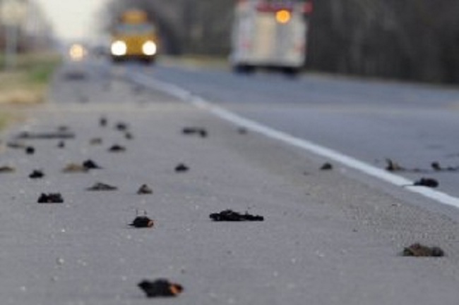 புத்தளம் மாவட்டத்தில் திடீரென உயிரிழந்து கிடந்த ஏராளமான பறவைகள்!