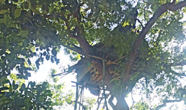 பேஸ்புக் காதலியை அழைத்து சென்று மரத்தில் பரண் அமைத்து வாழ்ந்த இளைஞன் கைது! வெளியான முக்கிய செய்தி..