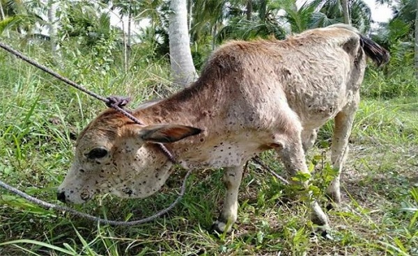 இலங்கையில் கால்நடைகளில் பரவும் புதிய வகை வைரஸ்..!!!