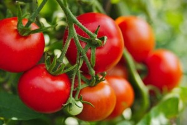 தப்பித்தவறி கூட தக்காளி அதிகம் சாப்பிடாதீங்க!