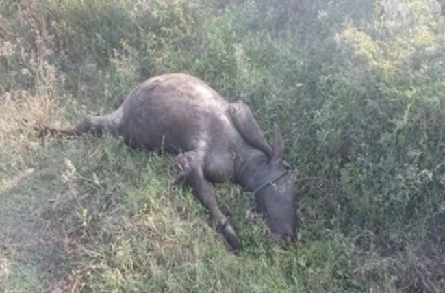 புகையிரதம் மோதி 16 மாடுகள் பலி