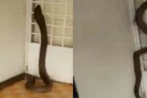 வீட்டிற்குள் படையெடுக்கும் பாம்புகள்..