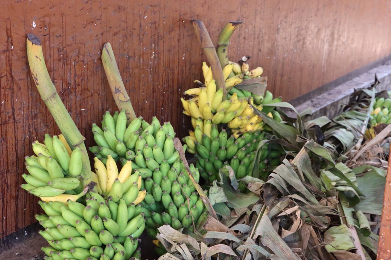 யாழிலிருந்து வாழைக்குலைகளை வெளி மாவட்டங்களுக்கு கொண்டு செல்வது தொடர்பில் கலந்துரையாடுவதாக தெரிவிப்பு