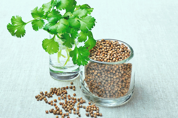 கொத்தமல்லியை உணவில் சேர்ப்பதனால் கிடைக்கும் மருத்துவ நன்மைகள் என்னென்ன தெரியுமா?