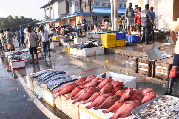 கொழும்பில் மீன்களை நிராகரிக்கும் மக்கள் – விலையில் ஏற்பட்ட பாரிய மாற்றம்