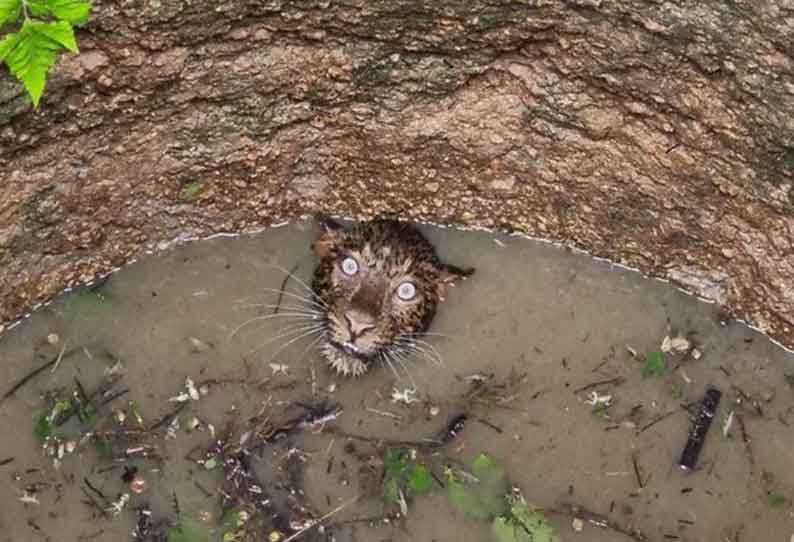 20 அடி கிணறுக்குள் விழுந்த சிறுத்தைப் புலி; மிரட்டும் கண்களால் வைரலாகும் புகைப்படம்