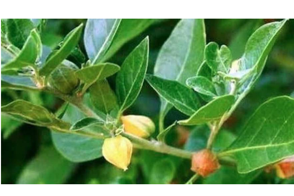 உடலின் நோய் எதிர்ப்பு சக்தியை வலுப்படுத்த உதவும் இந்த செடியைப் பற்றி தெரியுமா? பலருக்கும் தெரியாத தகவல்