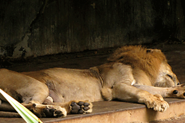 தெஹிவளை மிருகக்காட்சி சாலையில் கொவிட் தொற்றுக்குள்ளான சிங்கத்திற்கு நிமோனியா