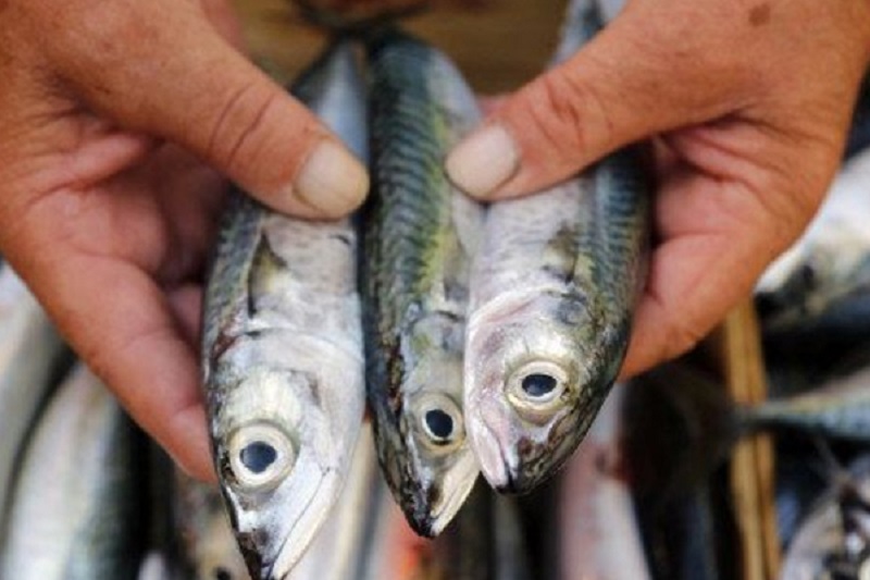 நீரிழிவு நோயாளர்களுக்கு உகந்த மீன்கள்