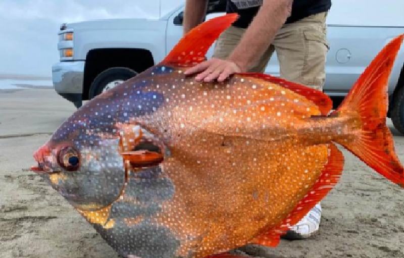 அரியவகை மீன் ஒன்று அமெரிக்க கடற்கரையில்