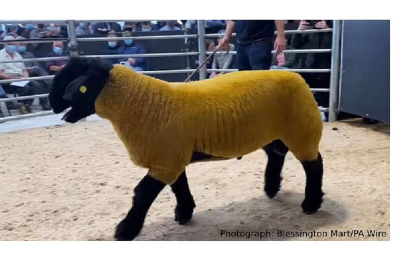 ஒரு கோடி ரூபாய்க்கு விற்கப்பட்ட ஆடு அப்படி என்ன ஸ்பெசல்!