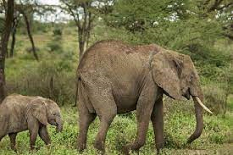 இலங்கையில் யானை வளர்ப்பு தொடர்பில் புதிய சட்டம்!