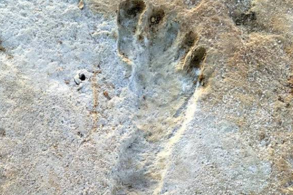 அமெரிக்காவில்  23000 ஆண்டுகளுக்கு முன்னர் வாழ்ந்த ஆதிகால மனிதர்களின் காலடித்தடம்  கண்டு பிடிப்பு