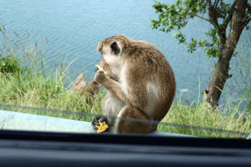 வீதிகளில் குரங்குகள் நடமாட்டம் அதிகரிப்பு!