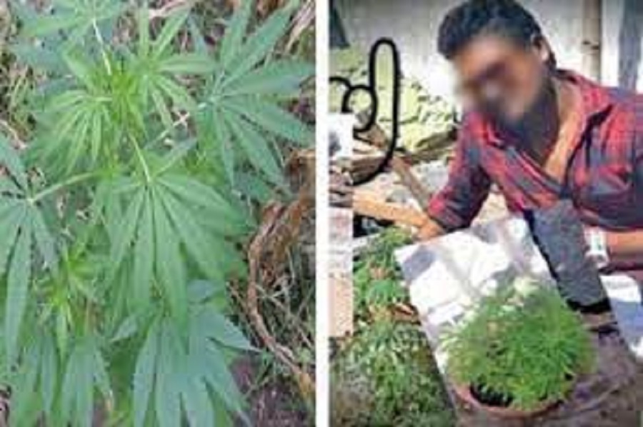 கஞ்சா வளர்ப்பில் ஈடுபட்டவர் கைது!