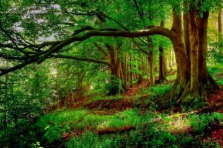 நாட்டின் இயற்க்கை வனப்பரப்பை மேலும் விரிவாக்க திட்டம்