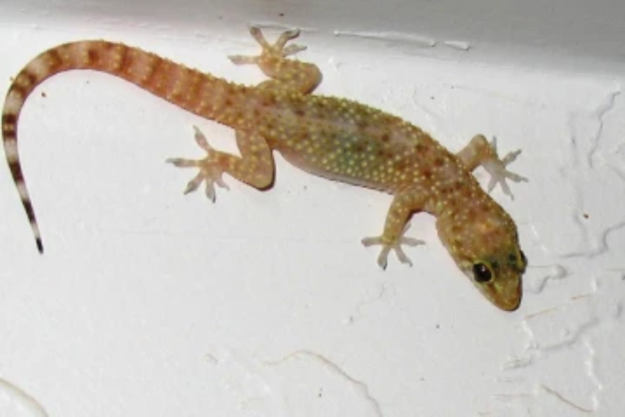 அதிகரிக்கும் பல்லி தொல்லையா எப்படி பல்லியை விரட்டுவது தெரியுமா?