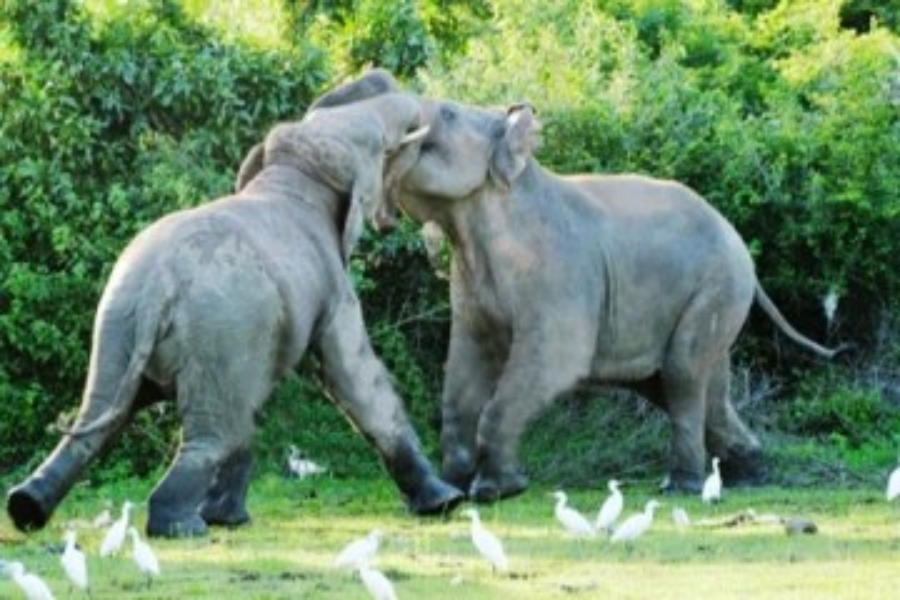 இலங்கையில் காதலுக்கா சண்டையிடும் யானைகள்