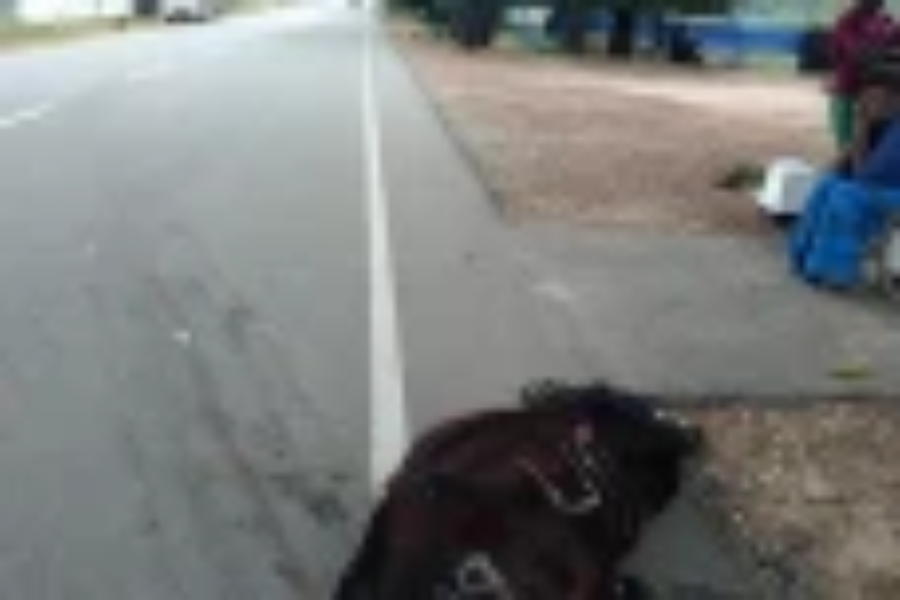 கால்நடைகளால் அதிகரிக்கும் விபத்துக்கள்