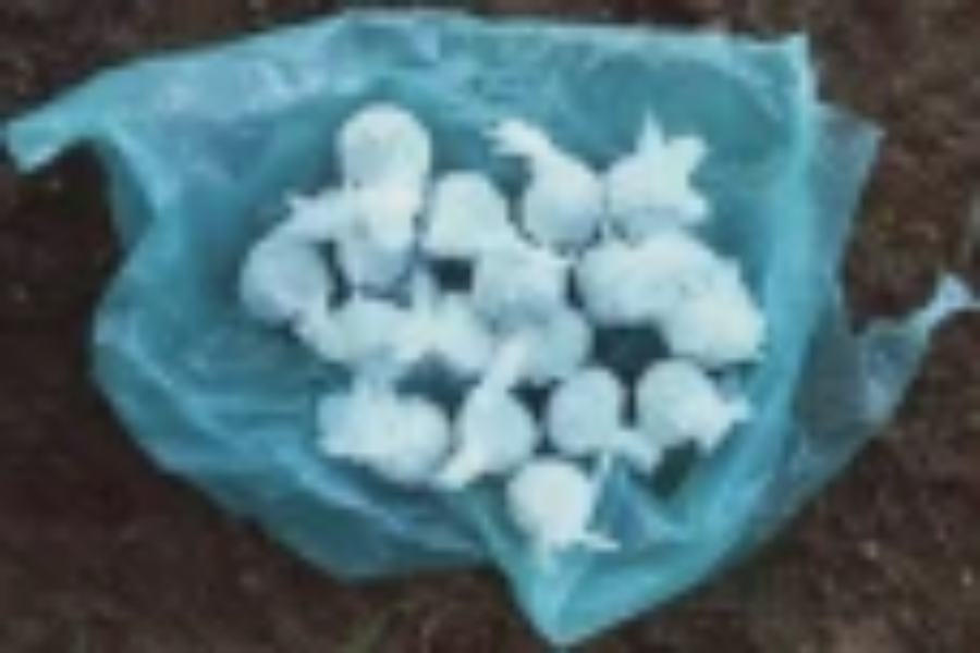 யாழில் கஞ்சாவுடன் கைது செய்யப்பட்ட இரு சகோதரர்கள்